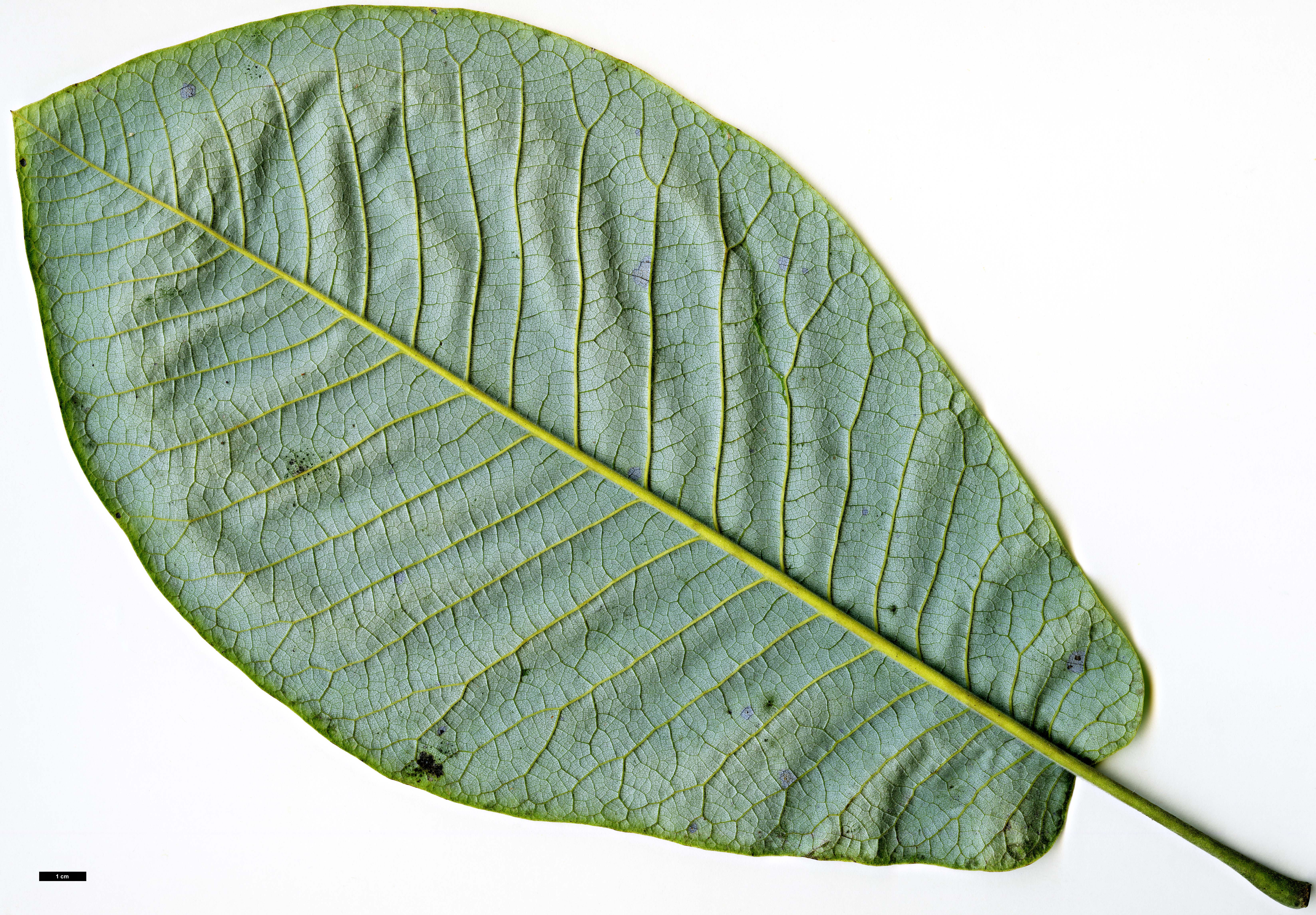 High resolution image: Family: Magnoliaceae - Genus: Magnolia - Taxon: macrophylla - SpeciesSub: var. dealbata